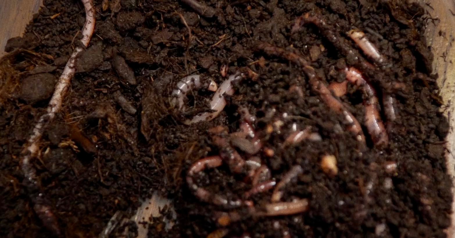 WORMS Crawls onto Blu-ray: A Limited Edition Release that’s Sure to Make You Squirm!